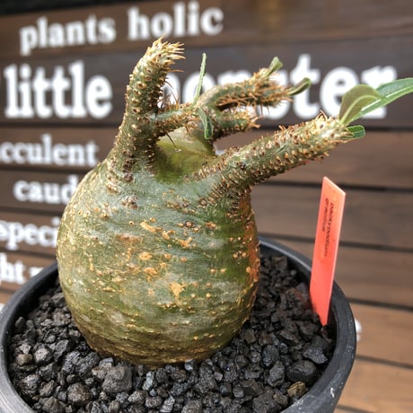 pachypodium  gracilius《M size》希少‼︎球体極green肌※現地球発根済株※かわいさmax球体樹形&極green肌な渾身の一株※mad black pot植え