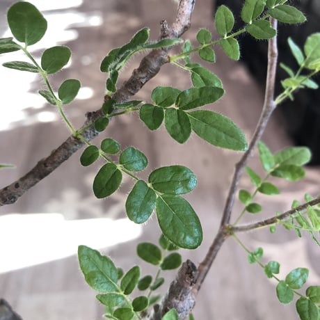 commiphora   monstrosa《 大きめM  size》※現地球発根済株※店主国内管理4年株※小振り丈の良きサイズ感な人気灌木※tall pot植え