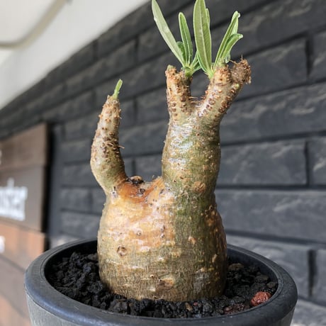 pachypodium gracilius《大きめS size》希少‼︎green肌＆現地焼け肌※現地球発根後店主国内管理2年株※かわいい樹形に荒々しい現地焼けも魅力※mad black pot植え