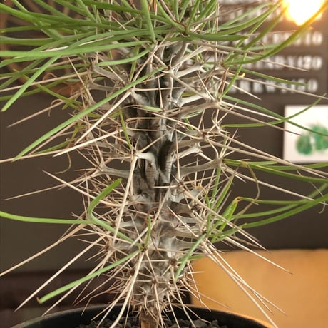 didierea  madagascariensis《大きめM size》※希少種‼︎※現地球株発根済※シルバーの棘に覆われたワイルドさと凛と涼しげに垂れ下がる葉が魅力※black  pot植え