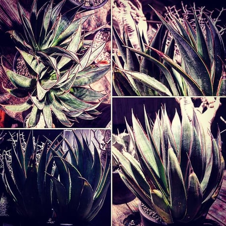 agave    blue glow    " W  hed"《L  size》