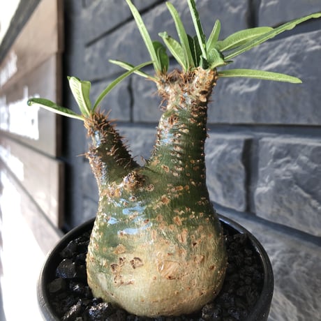 pachypodium gracilius《小さめM size》希少green肌※現地球発根後店主国内管理3年株※激ぼってりトトログラキ樹形が堪らない※mad black bowl pot植え