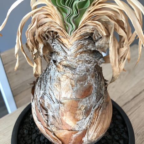 boophane   disticha 球体陽炎type‼︎《大きめM size》希少陽炎株‼︎  ※mad black bowl pot植え　※国内管理5年株　※Instagram掲載株