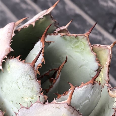 agave guadalajalana《大きめM size》※現地球発根後店主国内管理3年株※極締まり良き美しすぎるボール樹形の選抜株※mad black bowl pot植え