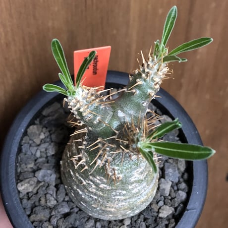 pachypodium gracilius《大きめS size》希少green肌※現地球発根後店主国内管理2年株※グリーン肌のかわいい手乗りグラキ※mad black pot植え