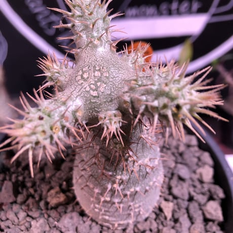 packypodium   gracilius（S size）