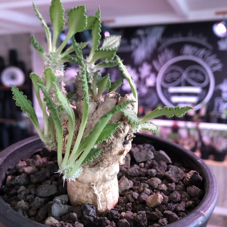 euphorbia tulearensis《 L L size》※驚愕‼︎最高峰のbig塊根を持つ希少性激高塊根ユーフォルビア‼︎全体balanceも良く激オススメ株※mad black pot植え