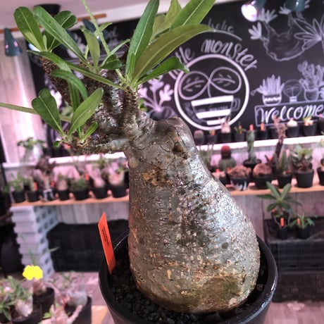 packypodium  gracilius《L size》※現地球発根済株※店主国内管理2年株※枝折れにより一頭枝ながら激しい小枝多数のぼってり選抜株※mad black pot植え