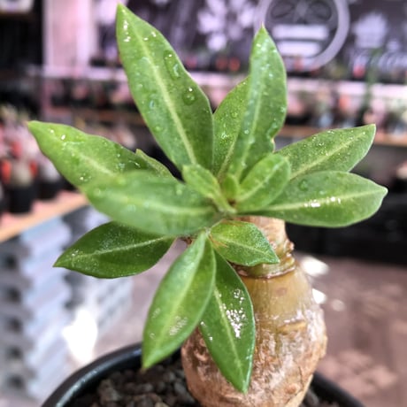 packypodium bispinosum 《S size》※現地球発根済株※肌色が濃く株元がぷっくりまん丸なかわいさ＆wildなエグれを持つ一株※mad black bowl pot植え