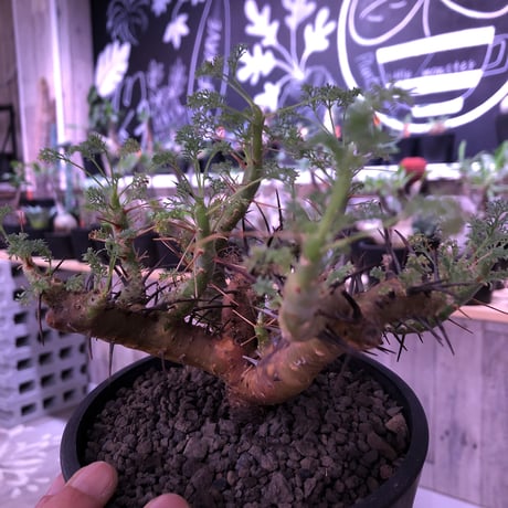 sarcocaulon  herrei《M size》※店主管理4年株‼︎※大変激しく入り組んだ枝振りがヤバいヘレー‼︎※mad black pot植え　※限定1株