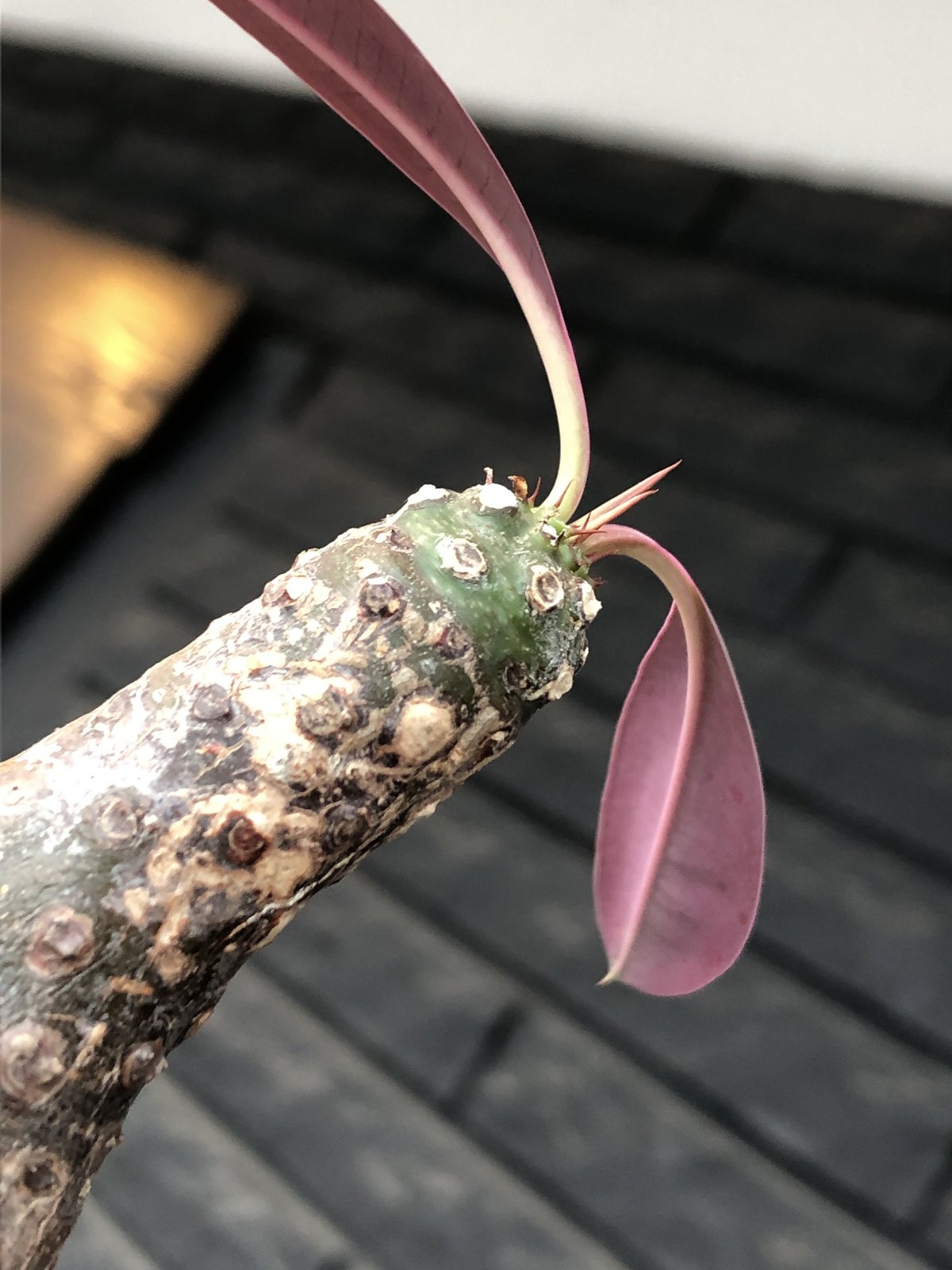 euphorbia pachypodioides《M size 》※現地球発根後店主国内管理
