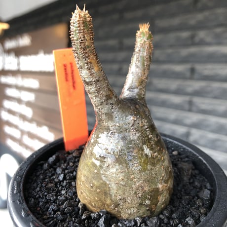 pachypodium gracilius《小さめS size》一部green肌株※現地球発根後店主国内管理2年株※小振りで丸々としたかわいいグラキ※mad black pot植え