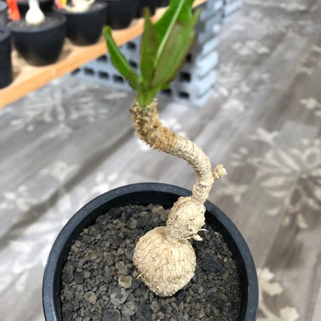euphorbia cremersii《L size》※現地球株発根済※ぽっこりとまん丸塊根&葉の淵には赤みを持ちギザギザ葉の可愛いCITES1希少種※black pot植え