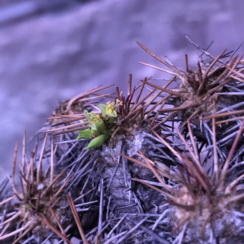 euphorbia guillauminiana《L size》※現地球発根済株※幹は euphorbia guillauminiana《L size》※現地球発根済株※幹は