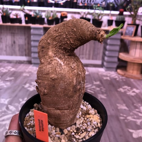 euphorbia    primulifolia  レア極球体or稀ビッグプリムリ《L size》
