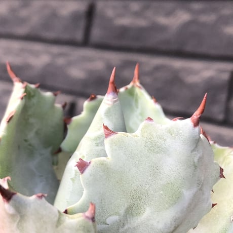 agave  isthmensis《M size》※現地球発根後店主国内管理2年株※weight低く締まり纏まり良き良バランス※mad black pot植え
