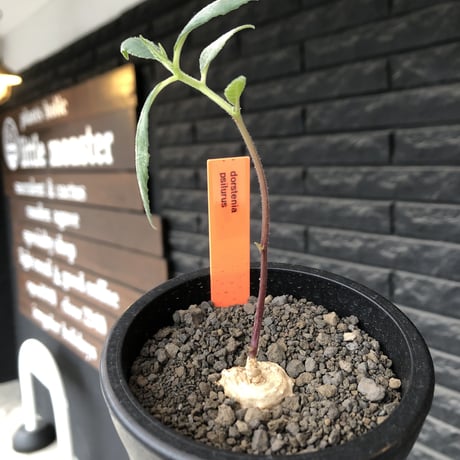 dorstenia   psilurus《大きめS size》激希少種※現地球発根後店主国内管理1年株※中々手に入らない現地球株レア物※mad black pot植え