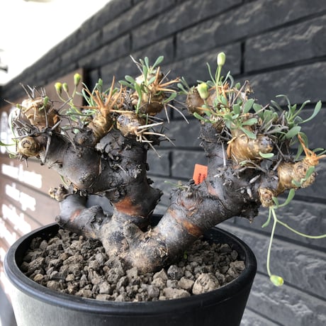 othonna  euphorbioides《L L size》※現地球発根後店主国内管理4年株※大きくどっしり構えの良balance樹形※mad black pot植え