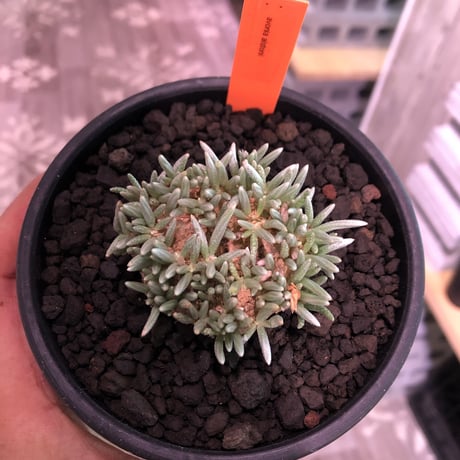avonia   alstoni 《M size》 mad black  bowl pot植え