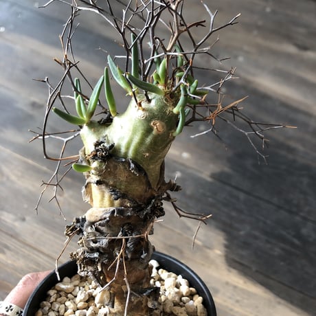 tylecodon  reticulatus《万物想》