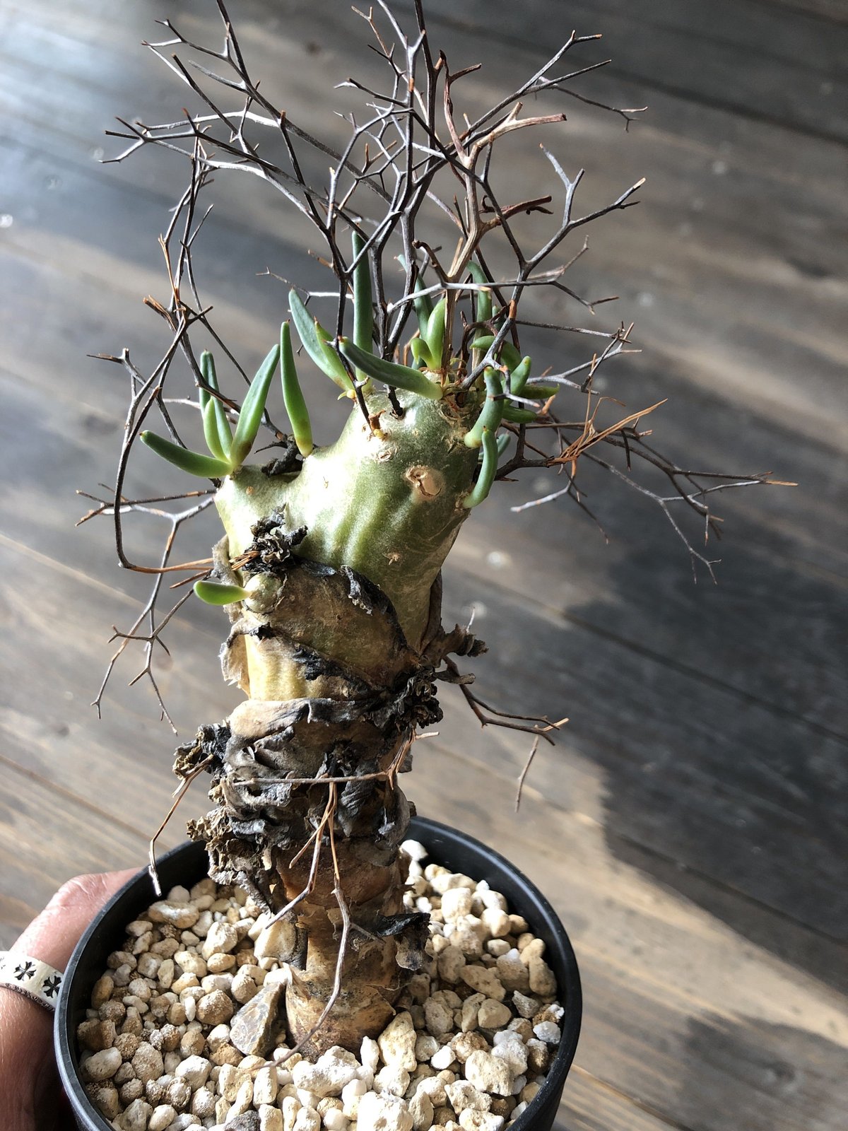 発根済｜万物想(芽吹き中)手乗りサイズ　鉢付き・塊根植物 お盆限定値引き中！)発根済｜万物想(芽吹き中)手乗りサイズ 鉢