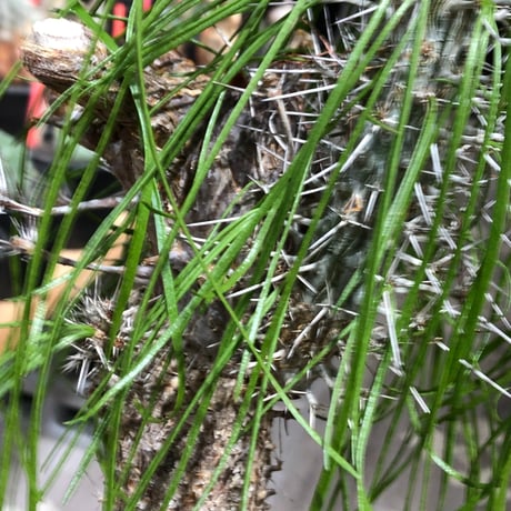 didierea madagascariensis《LL size》※現地球極太大株発根済※古木感強く垂れ下がる涼しげな葉と棘のコントラストが堪らない※brown marble bowl pot植え