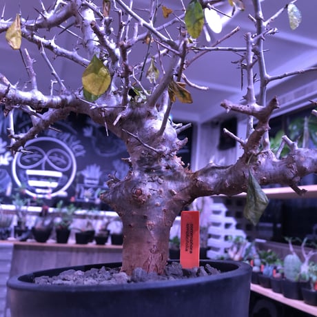 commiphora   simplicifolia《 M  size》発根済み株※silver枝棘がヤバいシンプリキフォリア‼︎※オススメ株‼︎※mad black pot植え※限定2株‼︎