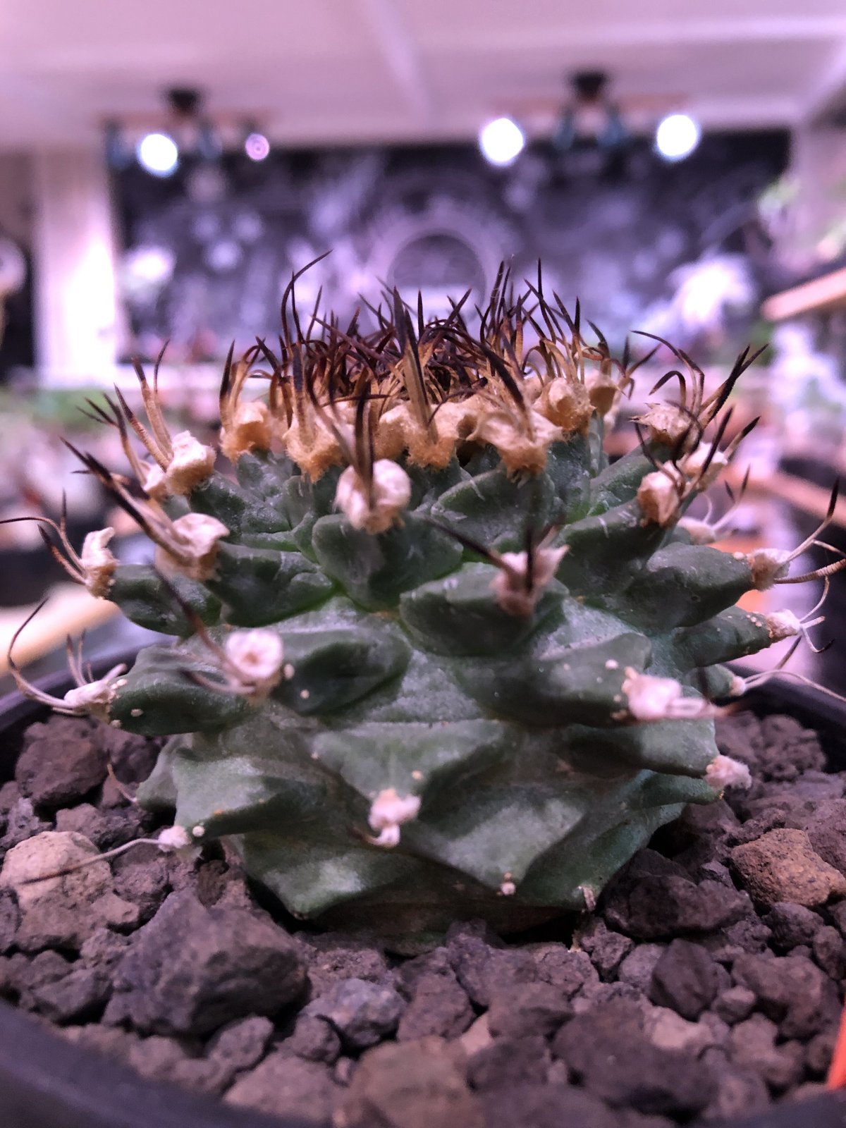 P.actius（1オス、ロシア・ウズンギル産）