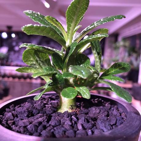 希少 dorstenia   gigas《S size》littmon  seed🌱　良い枝ぶりの将来有望ギガス‼︎※mad black pot植え！リクエスト追加補填２株