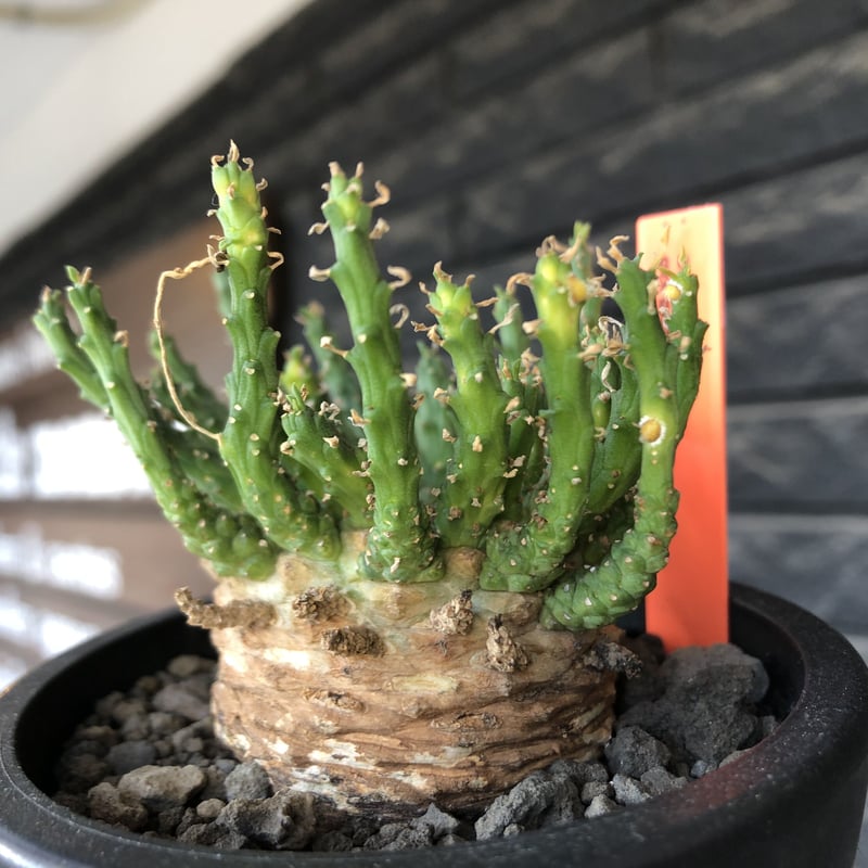 塊根植物・コーデックス T.F.L. Euphorbia obesa ssp symmetrica 塊根植物・コーデックス T.F.L. Euphorbia obesa ssp symmetrica