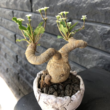 euphorbia  fishbone《 M size》※現地球発根済株※発根後店主国内管理3年株※激希少‼︎今や流通少なきフィッシュボーン‼︎※陶器鉢植え
