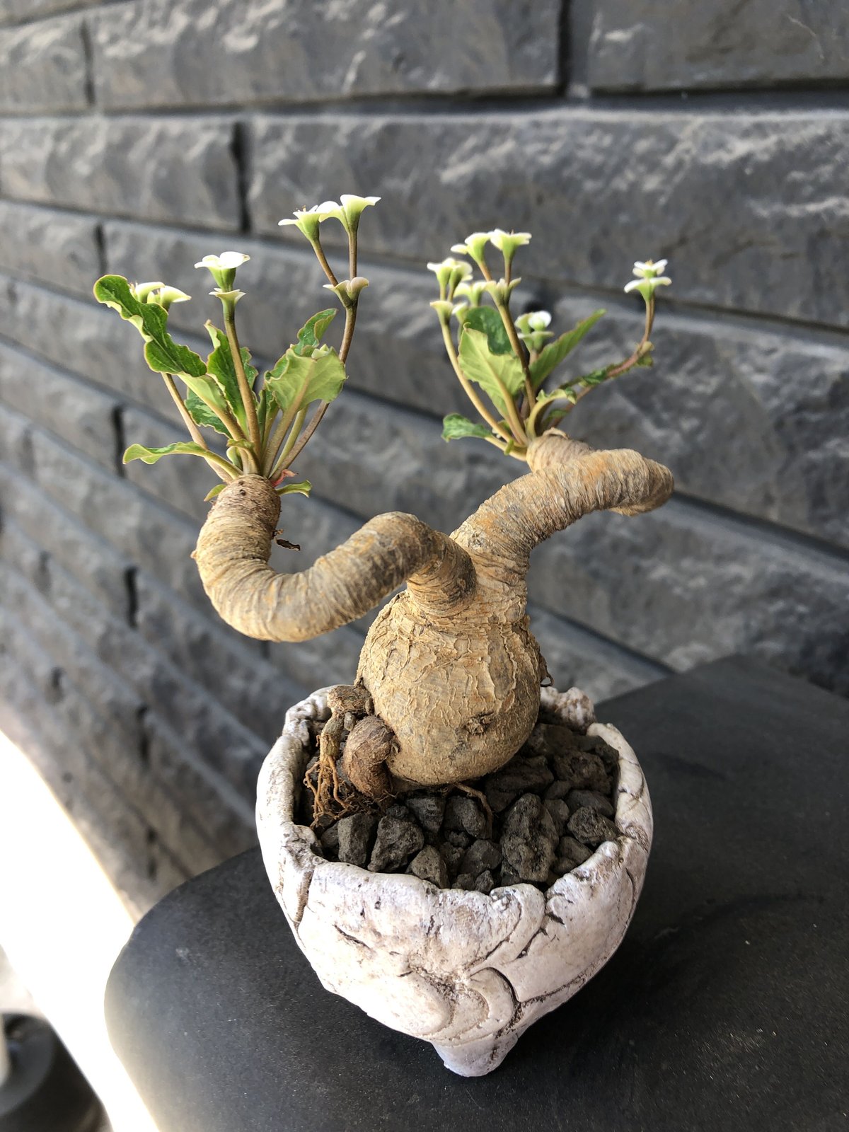 ユーフォルビア フィッシュスケール フィッシュボーン 3頭 発根管理中