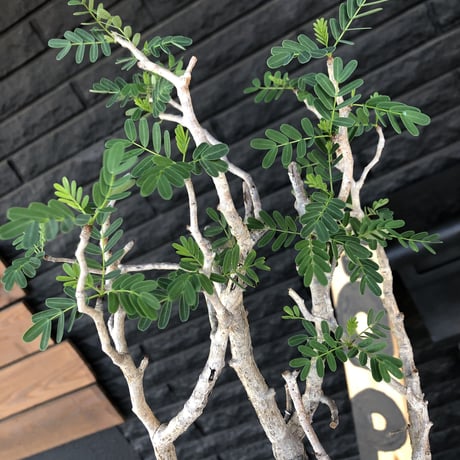 senna  meridionalis《L size》