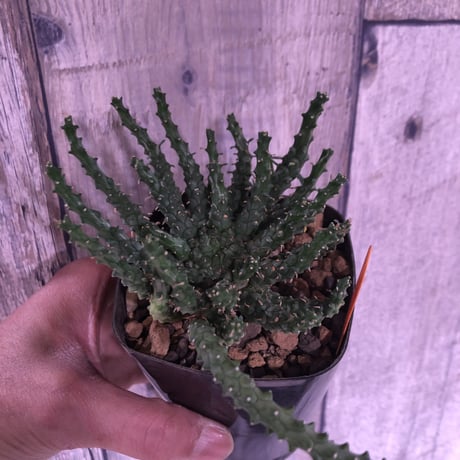euphorbia     gorgonis《M size》