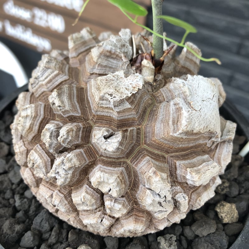 dioscorea elephantipes アフリカ亀甲竜《大きめL size》※今後