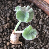 pelargonium  mirabile《SS size》※littmon seed株※誰もが愛おしく堪らないと感じる冬型の人気者※信楽陶器鉢植え