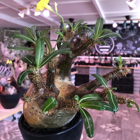pachypodium  gracilius《大きめL size》※現地球発根済株※店主国内管理4年株※右サイド&正面の激しい現地焼けと最高枝振りに撃沈‼︎※mad black bowl pot植え