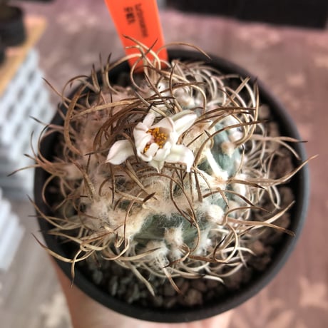 turbinicarpus 牙城丸《大きめL size》※現地球発根後店主国内管理18年株※希少‼︎長年育てたbig牙城丸‼︎藁の様な棘に美しい白花※mad black bowl pot植え