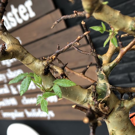 commiphora  africana《L size》※現地球発根後店主国内管理4年株※美しさ&成熟感二面性感じるweight低き良樹形株※mad black bowl pot植え