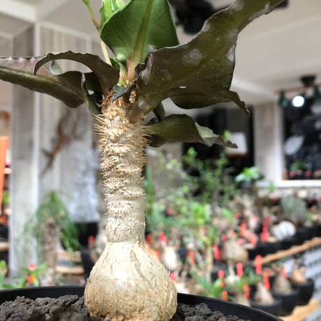 euphorbia francoisii《大きめS size》※現地球株発根済※稀なほど美しい白さと愛らし過ぎるまん丸ボディーが堪らない‼︎花付きも良き一株※black bowl pot植え