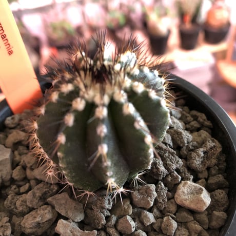 uebelmannia   pectinifera《大きめS size》サイズ違い球体極美株‼︎  上品な趣高き人気株‼︎店主国内管理3年株‼︎※mad black pot植え