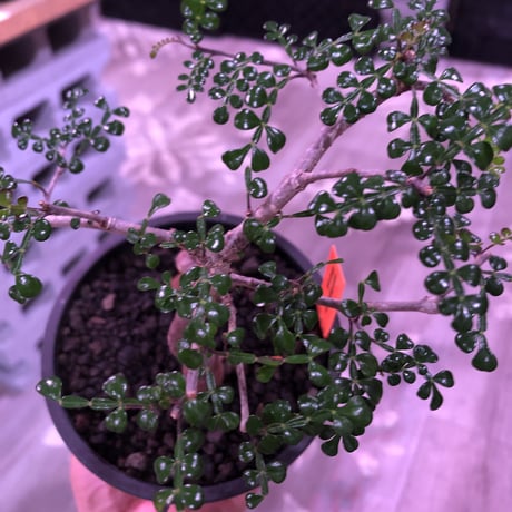 opercullicarya   decaryi  littmon  seed🌱  《3年株》※成長早く例年変化を感じながら育てられるしっかり作り込んだ良株※mad  black  pot植え