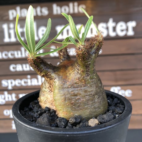 pachypodium  gracilius《小さめM size》激ぼってり樹形※現地球発根済株※店主国内管理2年株※極短枝低重心株の上、激ぼってり樹形が堪らない‼︎※mad black pot植え