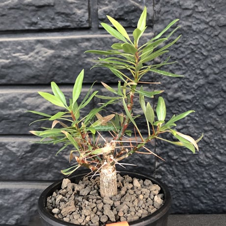 fouquieria  purpusii《小さめM size》希少種※現地球発根済株※株元の成長に期待を持てるバランス良き美株‼︎特化した美しい柄が魅力‼︎※mad black pot植え
