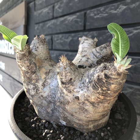 pachypodium  eburneum《LL size》※現地球発根後店主国内管理8年株※エブレらしい樹形に極wild装いの存在感抜群なimpact株※mad black bowl pot植え