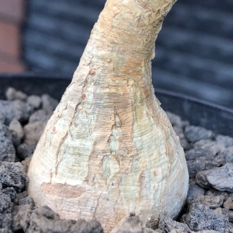 euphorbia ramena《M size》※現地球株発根済※ぽっこり丸み強き株元＆絶妙に捻くれた枝振りバランスが愛らしいラメナ※black bowl pot植え