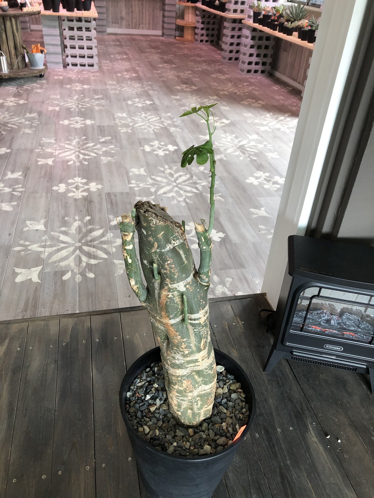 アデニア　ベネナータ アデニア ベネナータ | GREEN LUCK