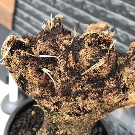 xerophyta  trichophylla《S size》※現地球発根済株※驚愕強靭株※幹太め&限りなくweightはlow‼︎これでもかわいい小振りサイズ※mad black pot植え