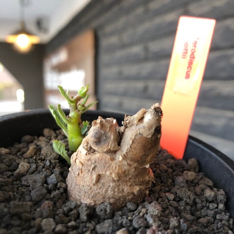 pterodiscus   elliottii 《M size》驚愕‼︎激希少種※現地球発根後店主国内管理3年株※綺麗&味深さを併せ持つ大変希少な一株‼︎※mad black pot植え