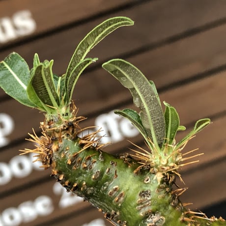 pachypodium  gracilius《M size》驚愕‼︎激希少株※現地球発根後店主国内管理2年株※greenを通り越したヤバすぎる渾身の一期一会株※mad black pot植え
